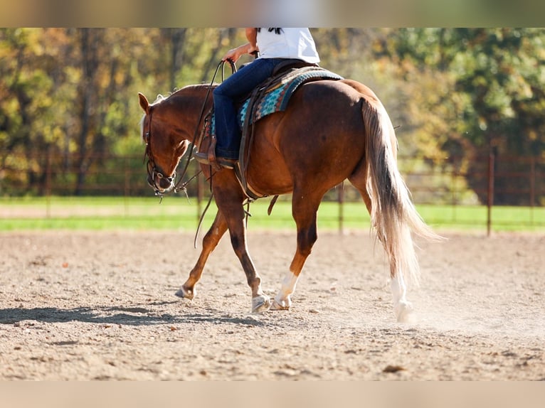American Quarter Horse Wałach 5 lat 145 cm Izabelowata in Lewistown