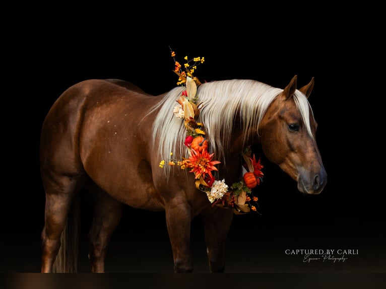 American Quarter Horse Wałach 5 lat 145 cm Izabelowata in Lewistown