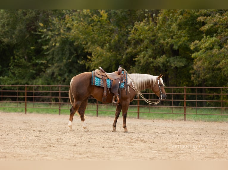 American Quarter Horse Wałach 5 lat 145 cm Izabelowata in Lewistown