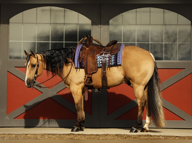 American Quarter Horse Wałach 5 lat 145 cm Jelenia in Millersburg