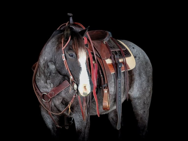 American Quarter Horse Wałach 5 lat 145 cm Karodereszowata in Clarion