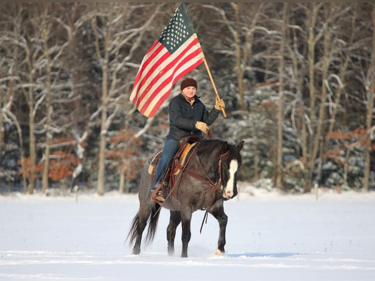 American Quarter Horse Wałach 5 lat 145 cm Karodereszowata in Clarion