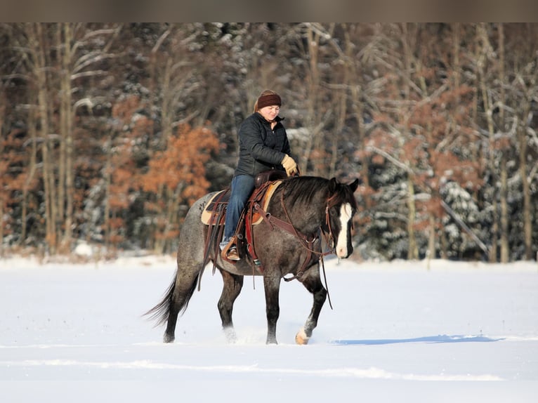 American Quarter Horse Wałach 5 lat 145 cm Karodereszowata in Clarion
