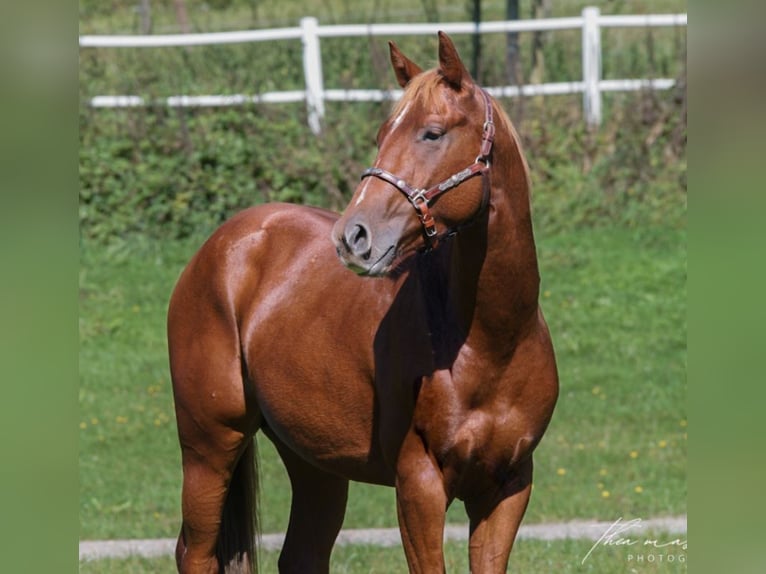 American Quarter Horse Wałach 5 lat 145 cm Kasztanowata in Erbach