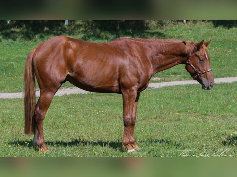 American Quarter Horse Wałach 5 lat 145 cm Kasztanowata in Erbach