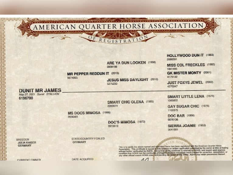 American Quarter Horse Wałach 5 lat 145 cm Kasztanowata in Erbach