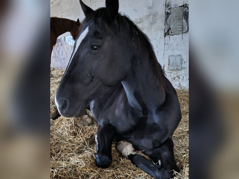 American Quarter Horse Wałach 5 lat 146 cm Kara in Radebeul