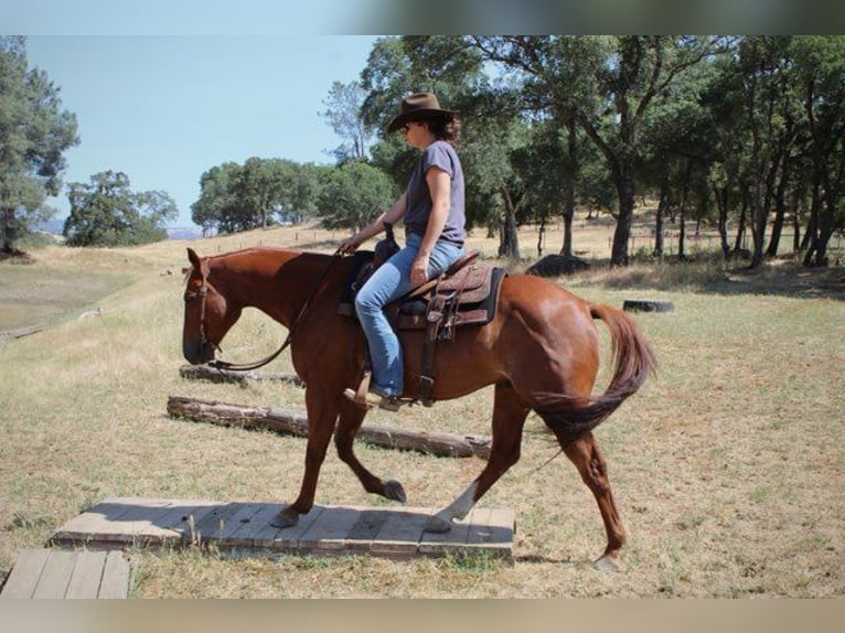 American Quarter Horse Wałach 5 lat 147 cm Ciemnokasztanowata in Plymouth, CA