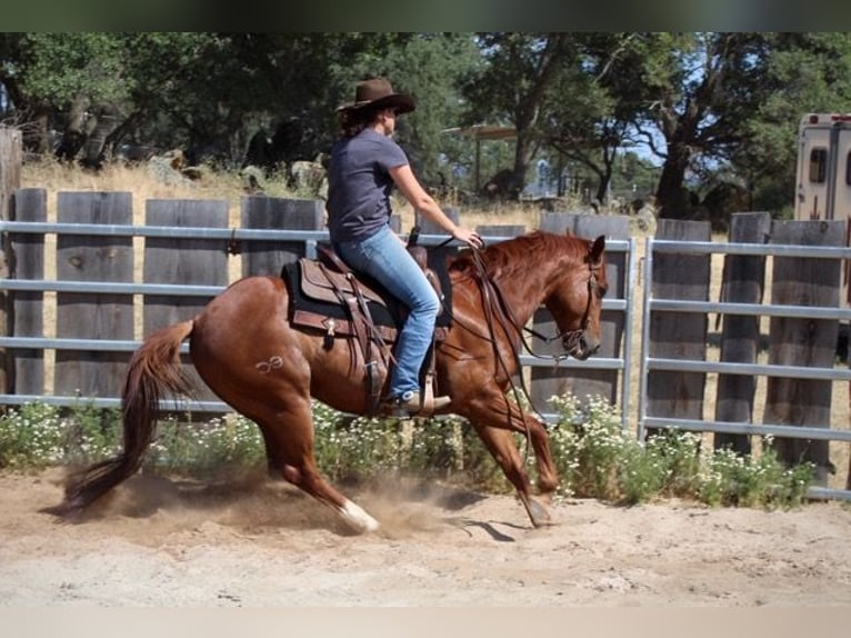 American Quarter Horse Wałach 5 lat 147 cm Ciemnokasztanowata in Plymouth, CA