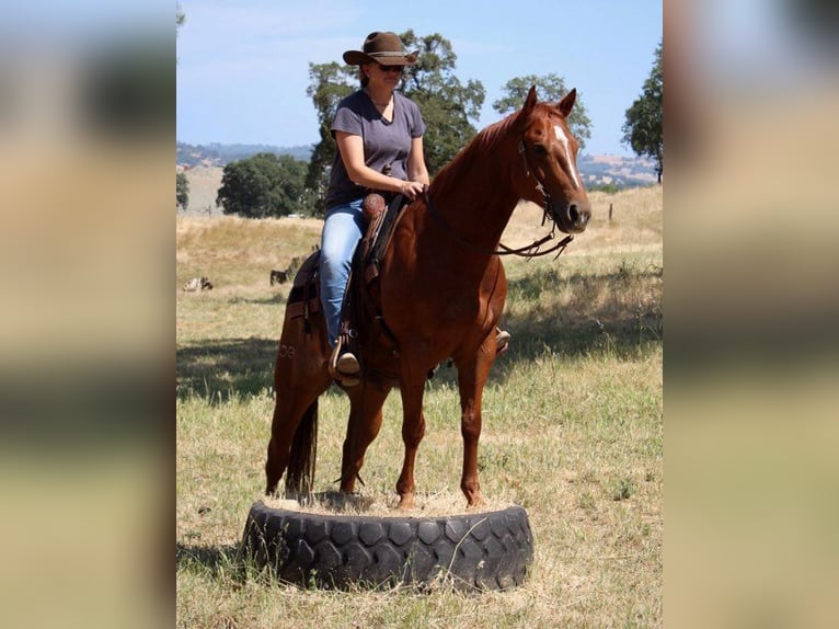 American Quarter Horse Wałach 5 lat 147 cm Ciemnokasztanowata in Plymouth, CA