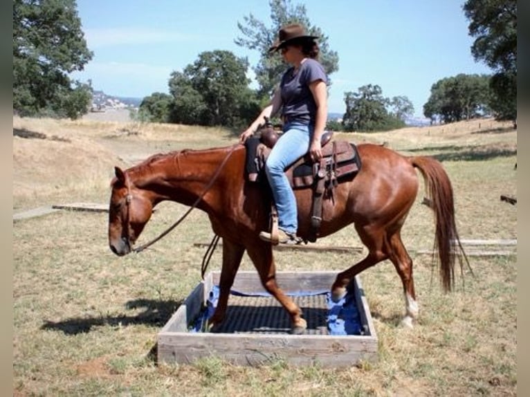 American Quarter Horse Wałach 5 lat 147 cm Ciemnokasztanowata in Plymouth, CA