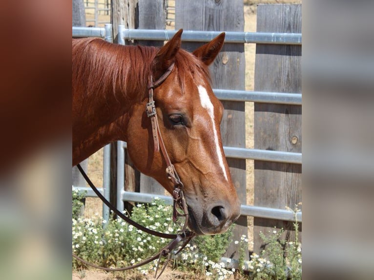 American Quarter Horse Wałach 5 lat 147 cm Ciemnokasztanowata in Plymouth, CA