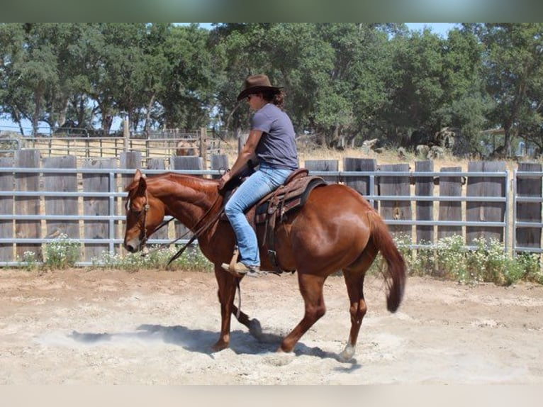 American Quarter Horse Wałach 5 lat 147 cm Ciemnokasztanowata in Plymouth, CA