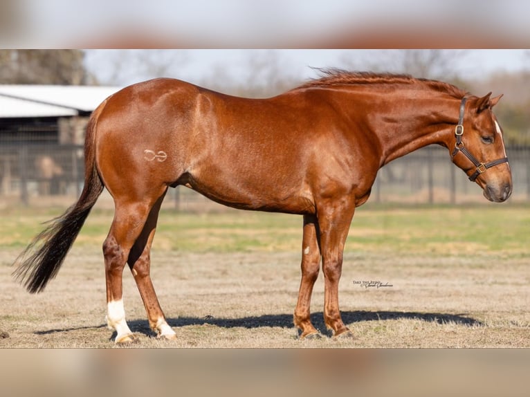 American Quarter Horse Wałach 5 lat 147 cm Ciemnokasztanowata in Plymouth, CA