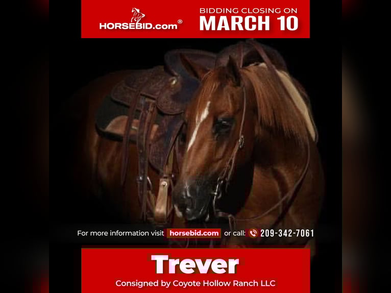 American Quarter Horse Wałach 5 lat 147 cm Cisawa in Casa Grande, AZ