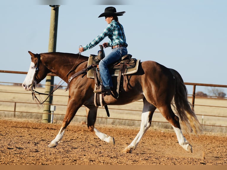 American Quarter Horse Wałach 5 lat 147 cm Cisawa in Cisco