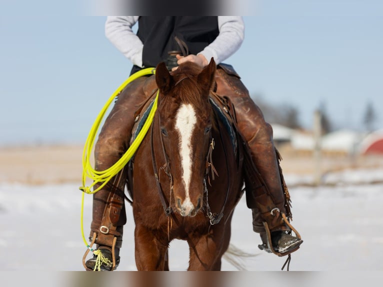 American Quarter Horse Wałach 5 lat 147 cm Cisawa in Decorah