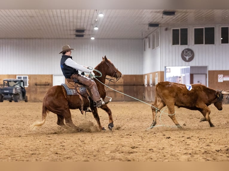 American Quarter Horse Wałach 5 lat 147 cm Cisawa in Decorah