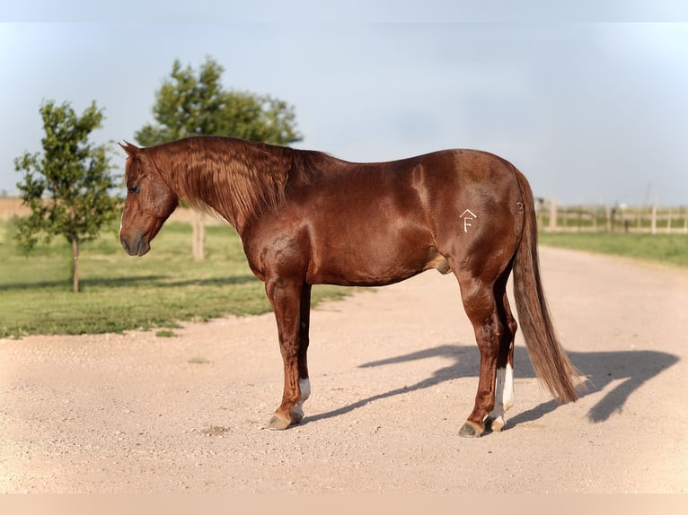 American Quarter Horse Wałach 5 lat 147 cm Cisawa in Amarillo, TX