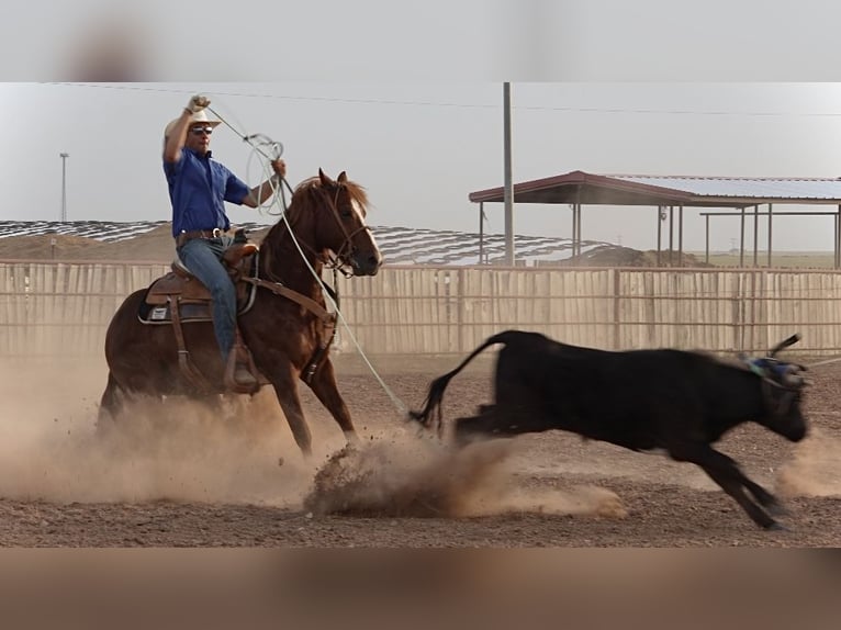 American Quarter Horse Wałach 5 lat 147 cm Cisawa in Amarillo, TX