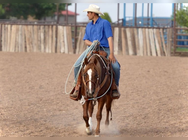 American Quarter Horse Wałach 5 lat 147 cm Cisawa in Amarillo, TX