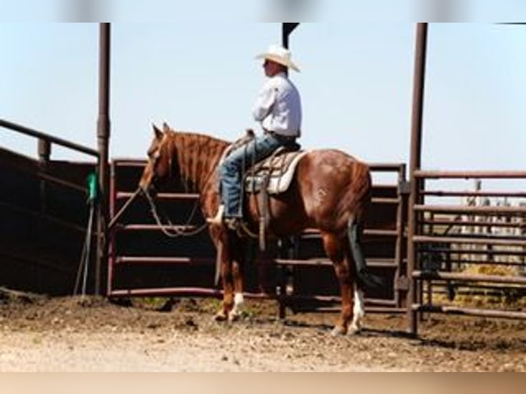 American Quarter Horse Wałach 5 lat 147 cm Cisawa in Amarillo, TX