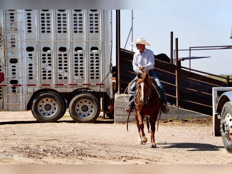 American Quarter Horse Wałach 5 lat 147 cm Cisawa in Amarillo, TX