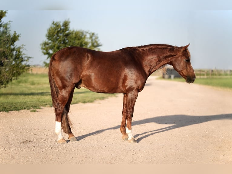 American Quarter Horse Wałach 5 lat 147 cm Cisawa in Amarillo, TX