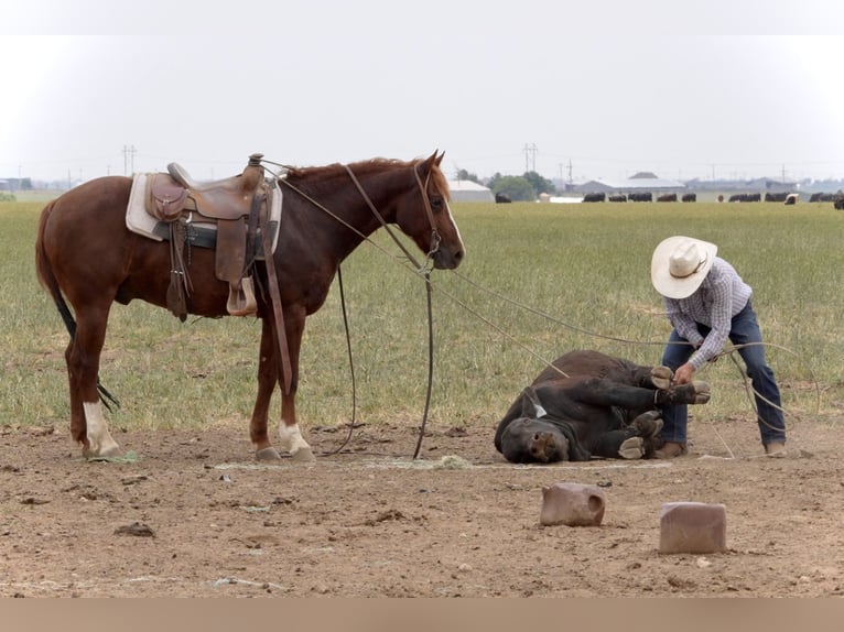 American Quarter Horse Wałach 5 lat 147 cm Cisawa in Amarillo, TX