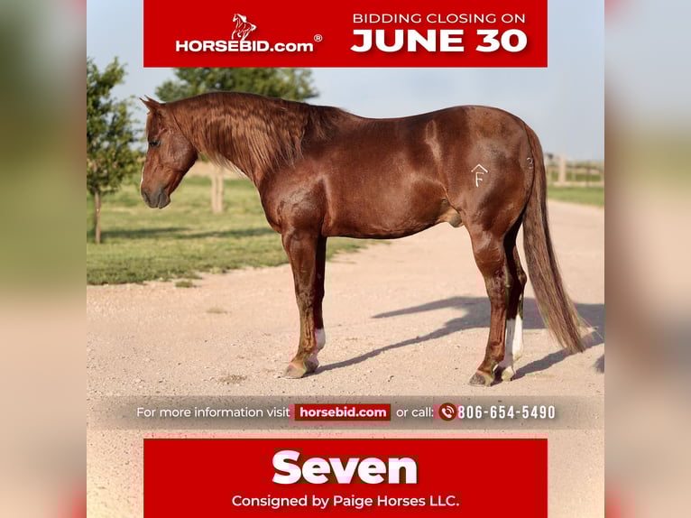 American Quarter Horse Wałach 5 lat 147 cm Cisawa in Amarillo, TX