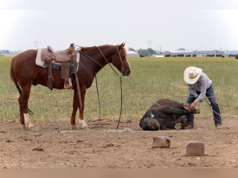 American Quarter Horse Wałach 5 lat 147 cm Cisawa in Amarillo, TX