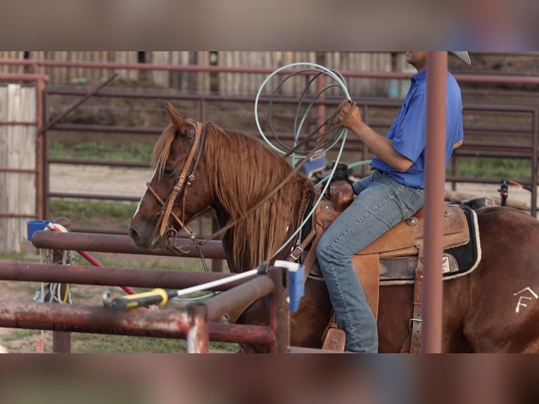 American Quarter Horse Wałach 5 lat 147 cm Cisawa in Amarillo, TX