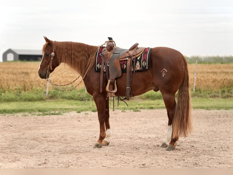 American Quarter Horse Wałach 5 lat 147 cm Cisawa in Amarillo, TX