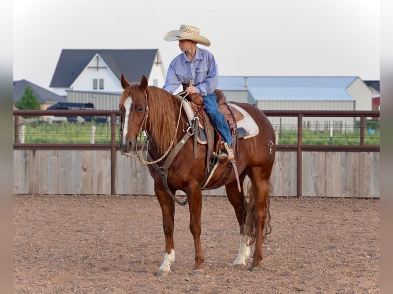 American Quarter Horse Wałach 5 lat 147 cm Cisawa in Amarillo, TX