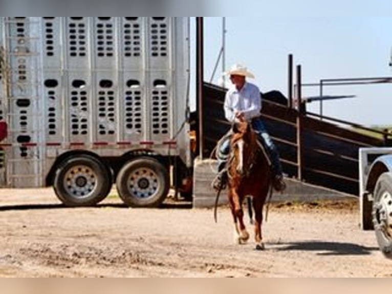 American Quarter Horse Wałach 5 lat 147 cm Cisawa in Amarillo, TX