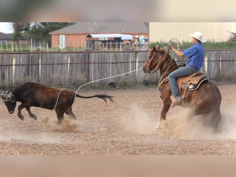 American Quarter Horse Wałach 5 lat 147 cm Cisawa in Amarillo, TX
