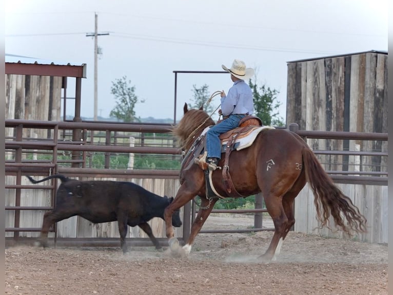American Quarter Horse Wałach 5 lat 147 cm Cisawa in Amarillo, TX