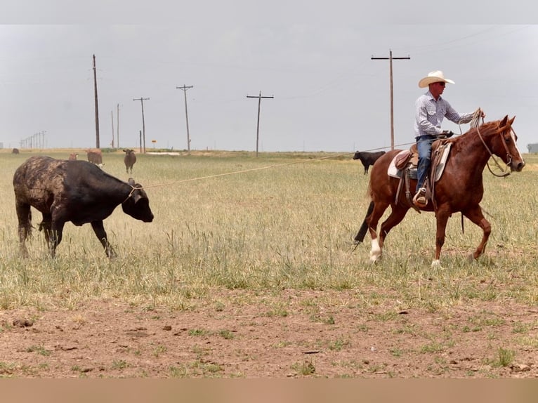 American Quarter Horse Wałach 5 lat 147 cm Cisawa in Amarillo, TX