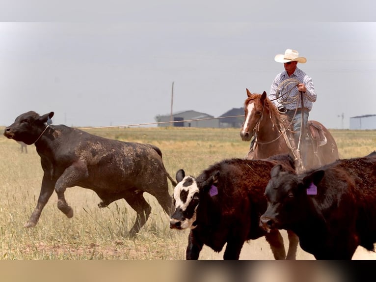 American Quarter Horse Wałach 5 lat 147 cm Cisawa in Amarillo, TX