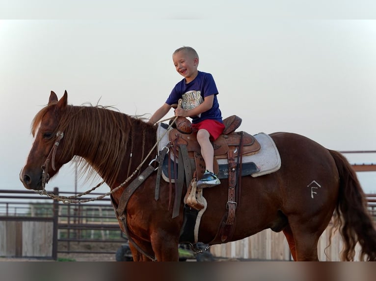 American Quarter Horse Wałach 5 lat 147 cm Cisawa in Amarillo, TX