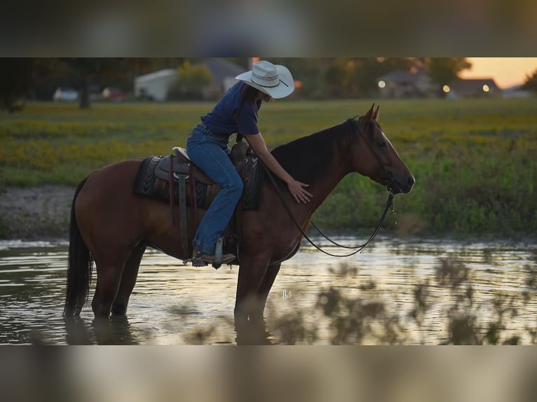 American Quarter Horse Mix Wałach 5 lat 147 cm Gniada in Terrell American Quarter Horse Mix Wałach 5 lat 147 cm Gniada in Terrell