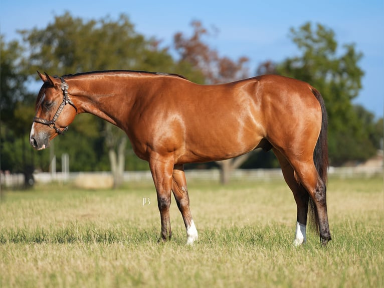 American Quarter Horse Mix Wałach 5 lat 147 cm Gniada in Terrell American Quarter Horse Mix Wałach 5 lat 147 cm Gniada in Terrell