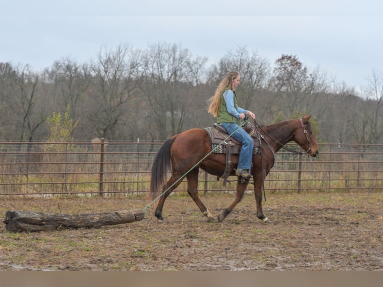 American Quarter Horse Wałach 5 lat 147 cm Gniada in Keytesville
