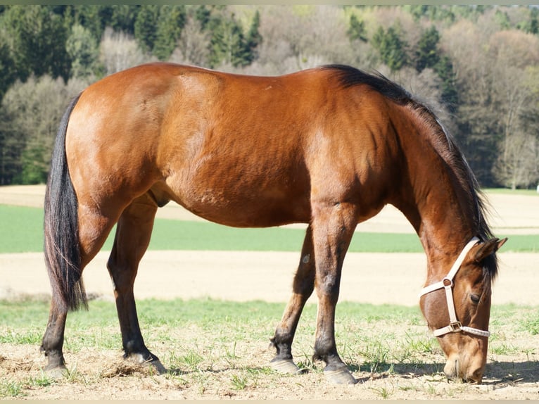 American Quarter Horse Wałach 5 lat 147 cm Gniada in Deutschlandsberg