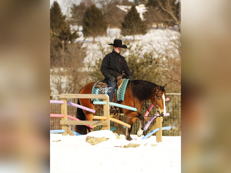 American Quarter Horse Mix Wałach 5 lat 147 cm Gniada in Millersburg