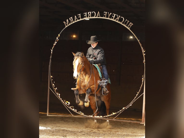 American Quarter Horse Mix Wałach 5 lat 147 cm Gniada in Millersburg