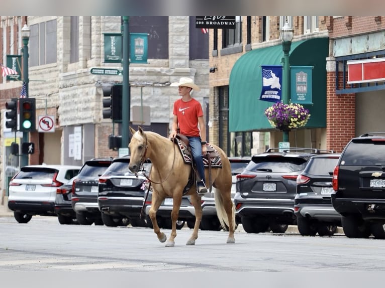 American Quarter Horse Wałach 5 lat 147 cm Izabelowata in Mount Vernon, MO
