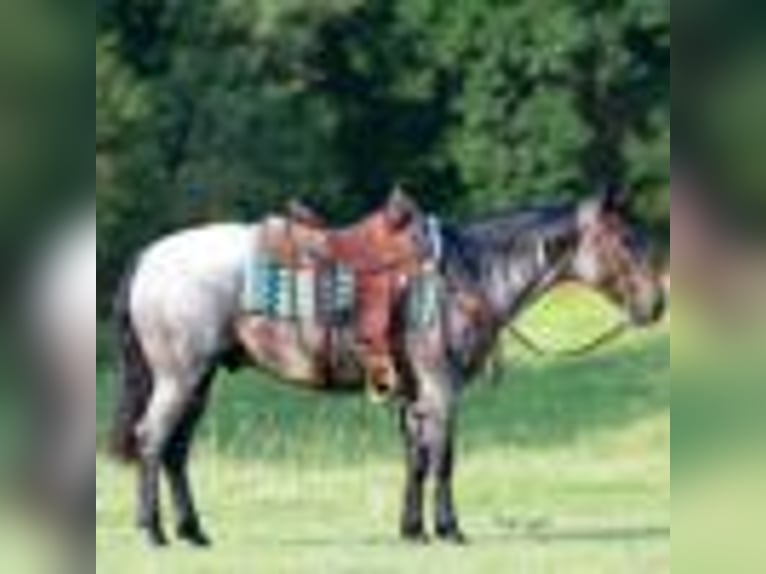 American Quarter Horse Wałach 5 lat 147 cm Karodereszowata in Greenville Ky