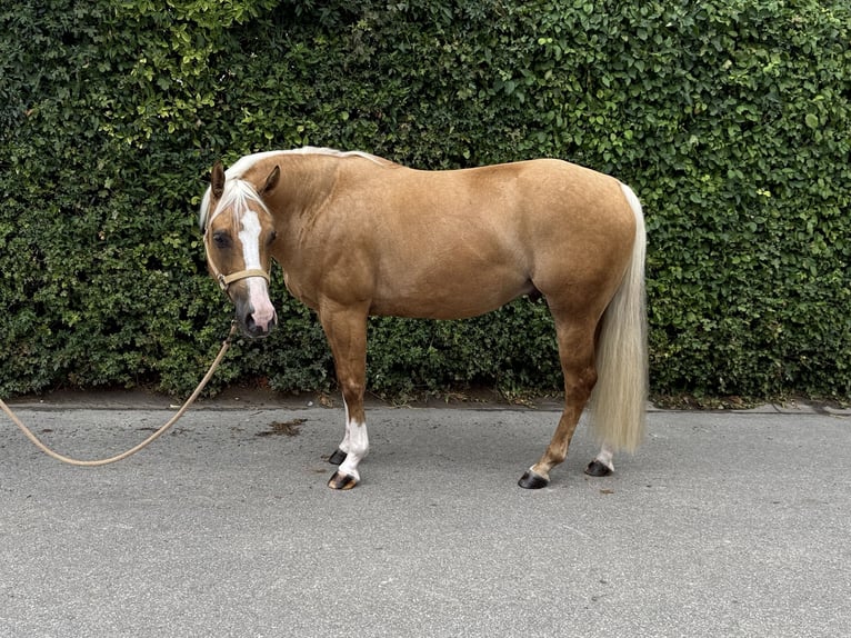 American Quarter Horse Wałach 5 lat 149 cm Izabelowata in Ludwigsburg-Oßweil