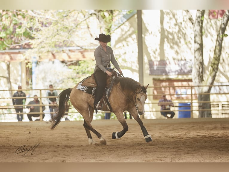 American Quarter Horse Wałach 5 lat 149 cm Jelenia in Pöls